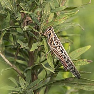 Grasshopper