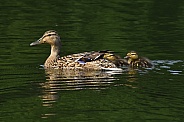Mallard Duck and her ducklings