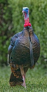 Wild male Tom turkey closeup portrait
