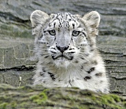 snow leopard cub 1