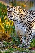 Leopard walking