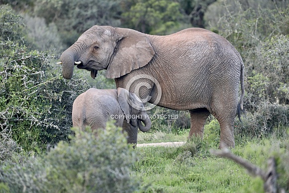 Elephants