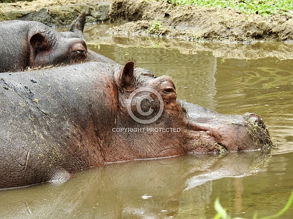 Hippopotamus