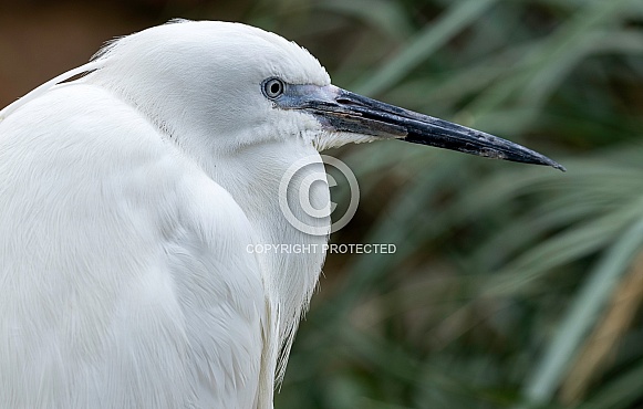 Egret Side Profile