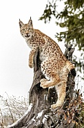 Siberian Lynx-Siberian Lynx Kitten