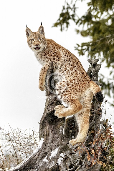 Siberian Lynx-Siberian Lynx Kitten