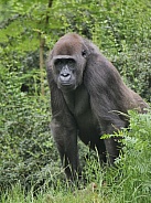 Western Lowland Gorilla