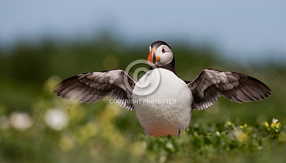 Puffin the birds from the arctic.