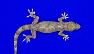 tropical, Afro American or cosmopolitan house gecko - Hemidactylus mabouia - a common parthenogenic lizard Isolated on bright blue background top dorsal view showing two eggs barely visible