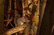 Squirrel