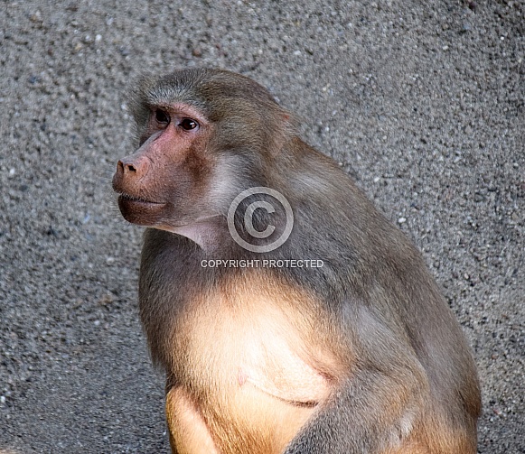 Female Baboon