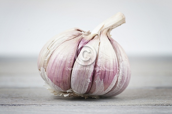 plump garlic bulb plump garlic bulb
