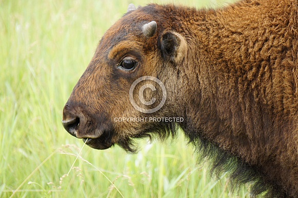 American bison