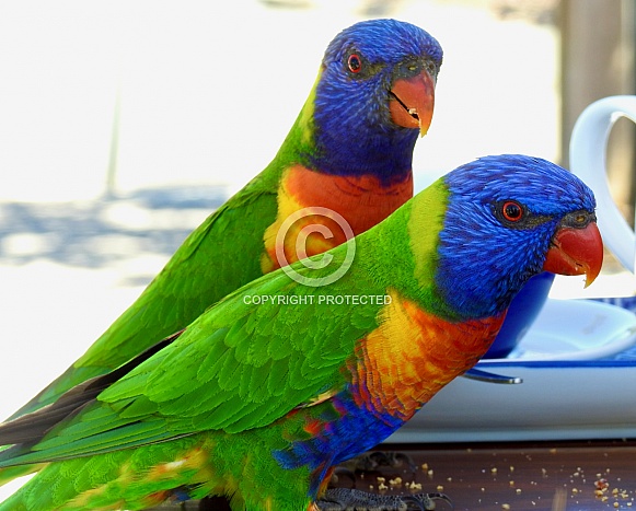 Rainbow Lorikeet Rainbow Lorikeet