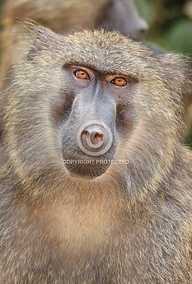 Olive Baboon