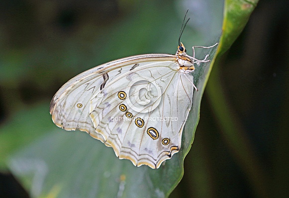White Morpho White Morpho