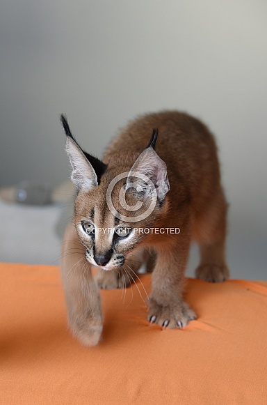 Young Caracal Young Caracal