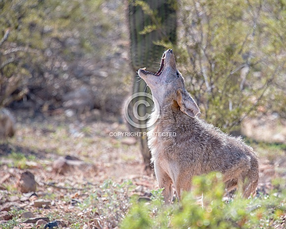 Howling Coyote