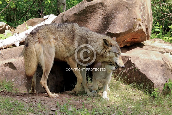 Wolf and Wolf Pups