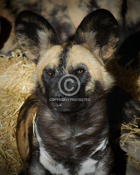 African Wild Dog