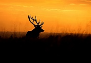Red Deer Stag Silhouette at Dusk
