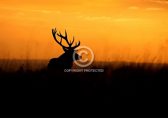 Red Deer Stag Silhouette at Dusk