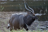 Male Nyala