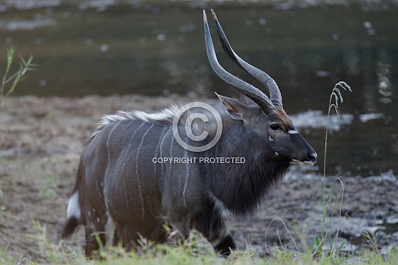 Male Nyala