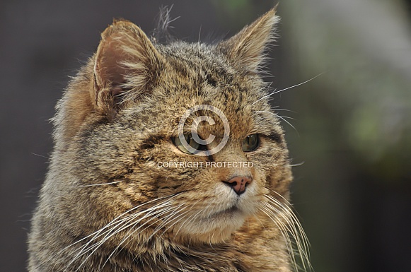 Wildcat