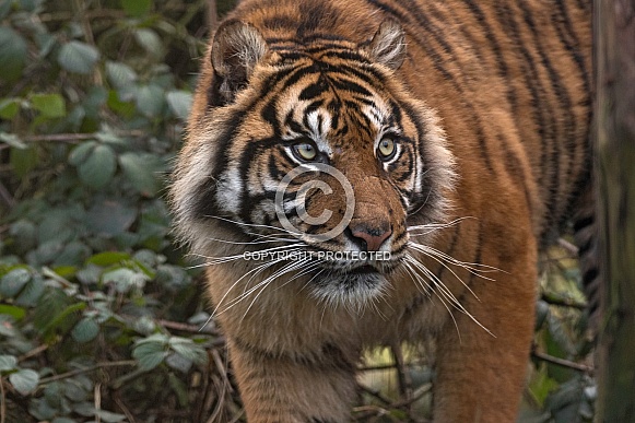 Sumatran Tiger Walking
