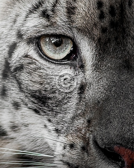 Snowy portrait