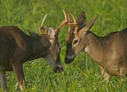 White tail deer