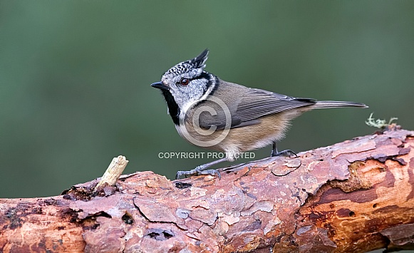 European Crested Tit