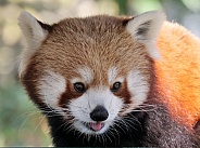 Red Panda