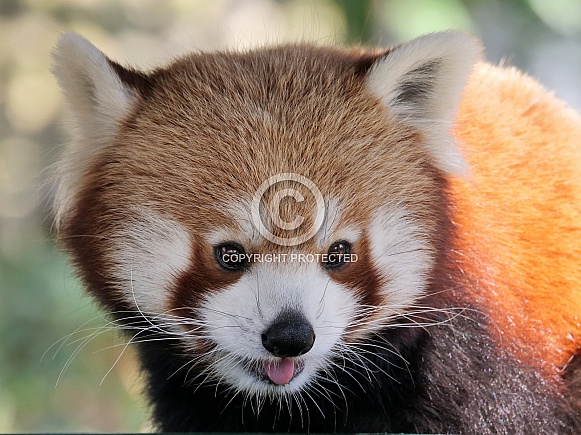 Red Panda