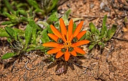 Gorteria diffusa wildflower
