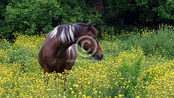 Paint horse in a wildflower field