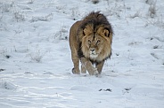 Lion in the Snow