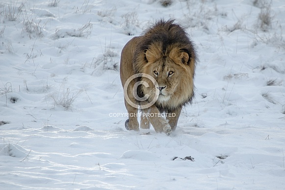 Lion in the Snow Lion in the Snow