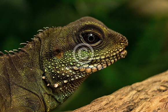 Female Chinese water dragon close up