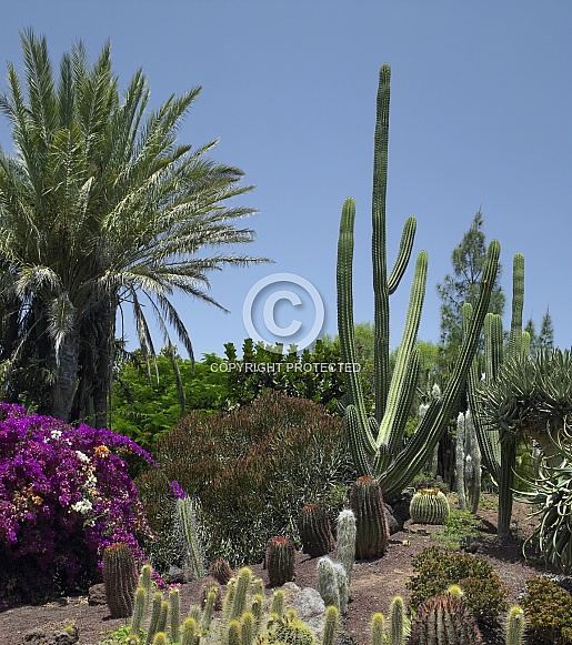 Cactus Garden - Fuerteventura - Spain