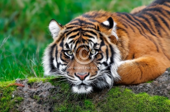 Tiger Tiger