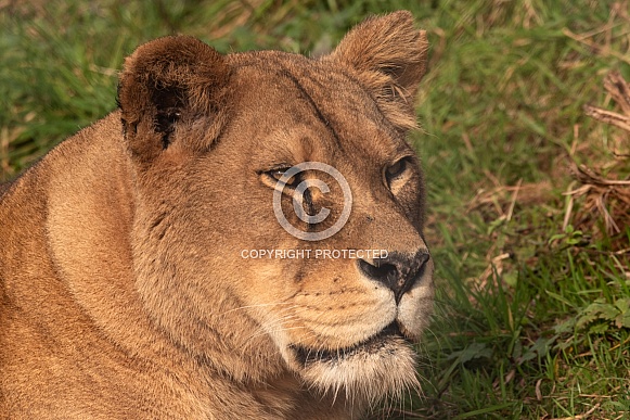African Lioness Close Up