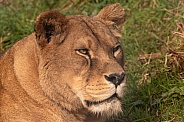 African Lioness Close Up