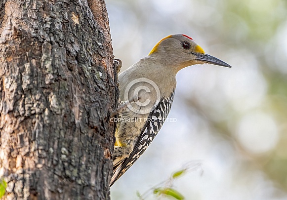 Golden-fronted Woodpecker