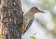 Golden-fronted Woodpecker