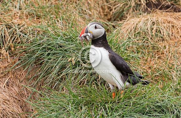 Puffin the birds from the arctic.