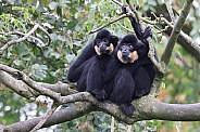 The yellow-cheeked gibbon (Nomascus gabriellae)