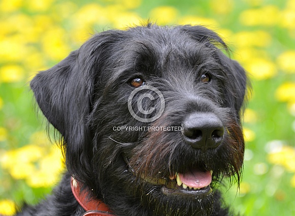 Giant Schnauzer