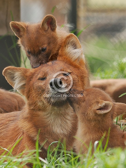 Chinese Dhole